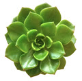 1" Echeveria Letizia